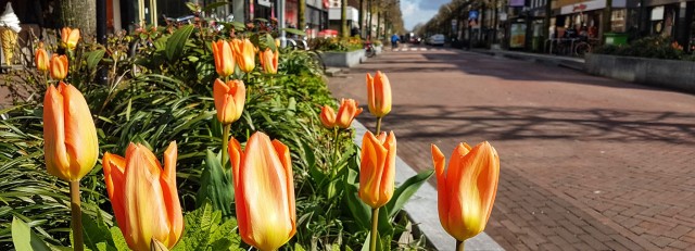 tyulp zeist jpg.jpg