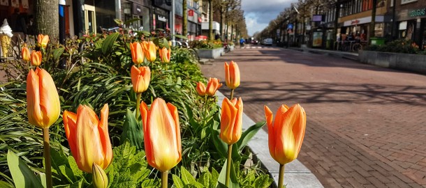 tyulp zeist jpg.jpg